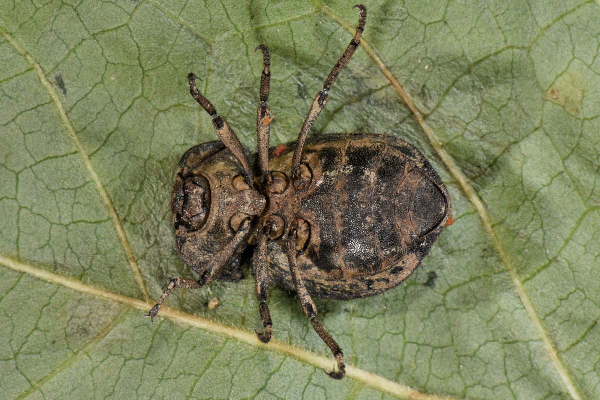 Tenebrionidae: Asida sabulosa